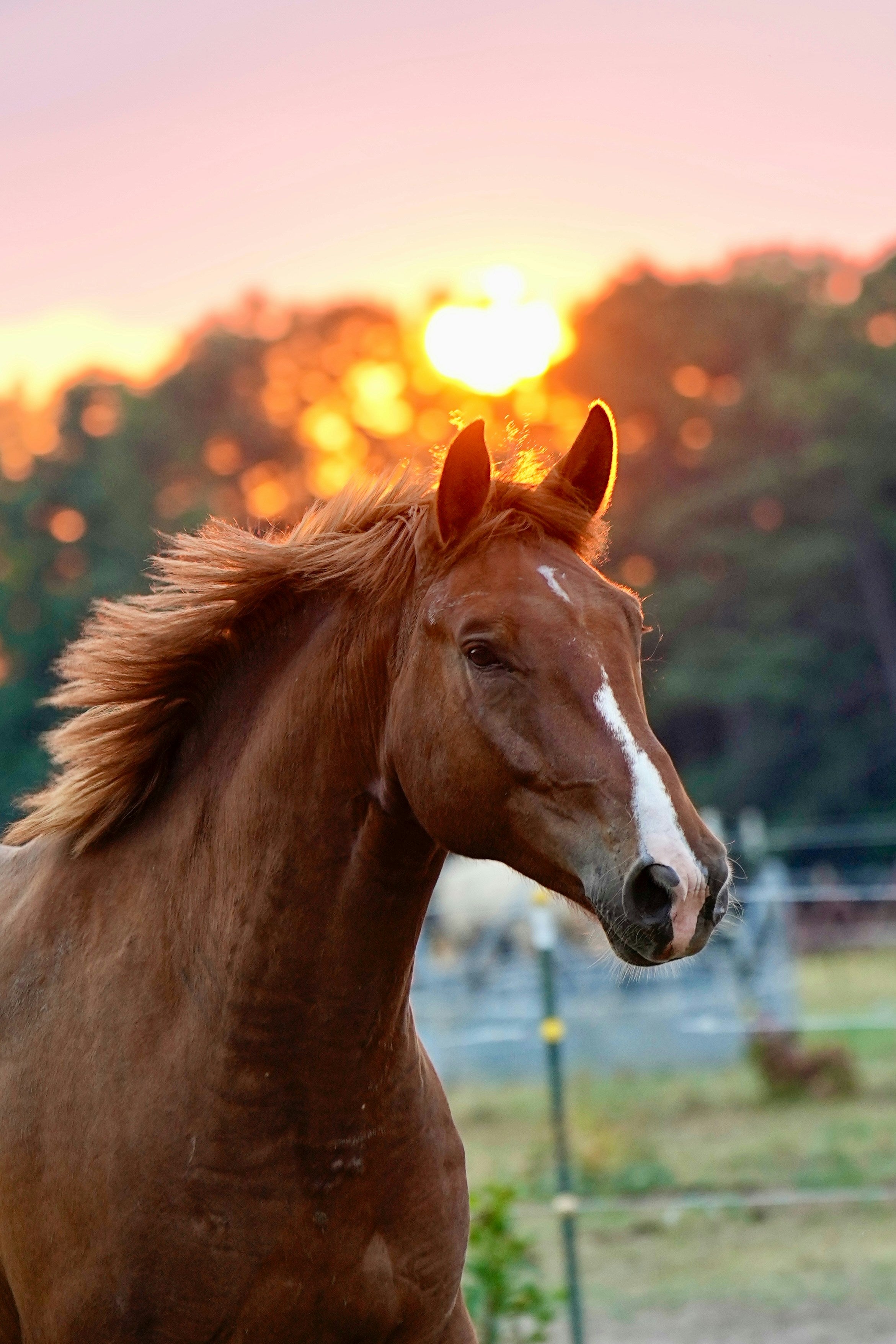 Moving with Intention in the Year of the Horse